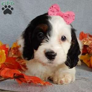 Snoopy, Cockapoo Puppy